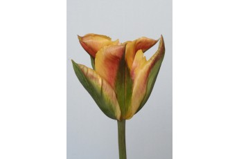GOLDEN ARTIST